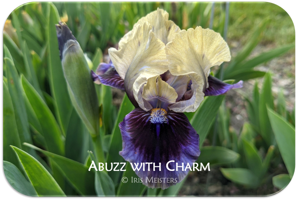 Abuzz with Charm