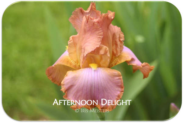 Tall bearded iris Afternoon Delight