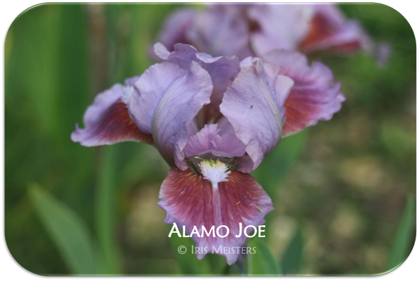 Standard Dwarf Bearded iris Alamo Joe