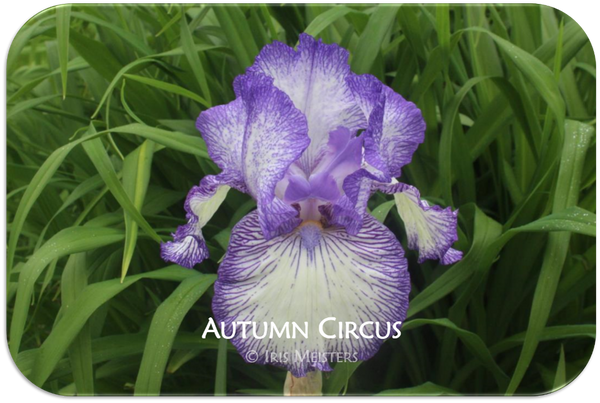 Tall bearded iris Autumn Circus