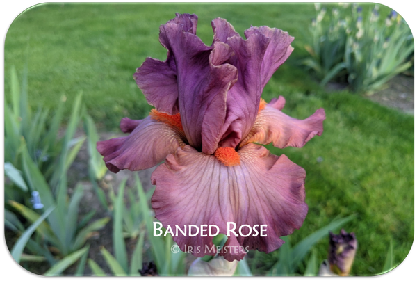 Banded Rose