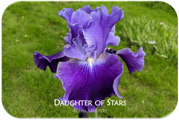 Daughter of Stars