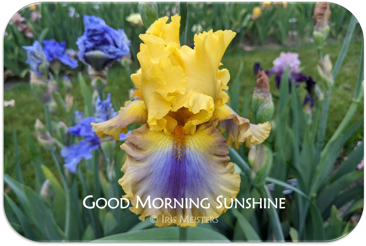 Good Morning Sunshine Iris Meisters