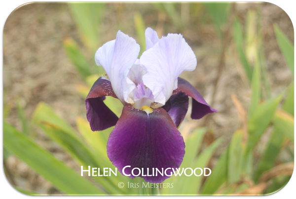 Helen Collingwood