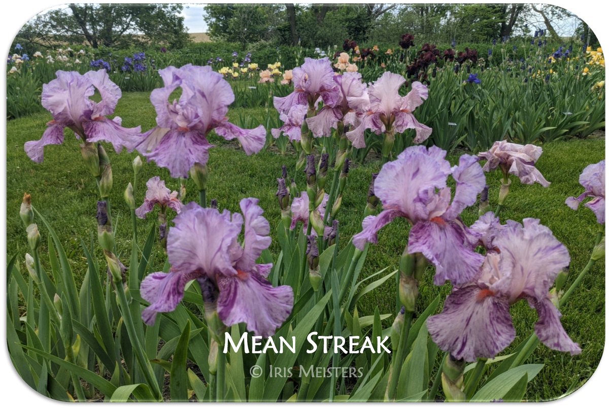 Mean Streak – Iris Meisters