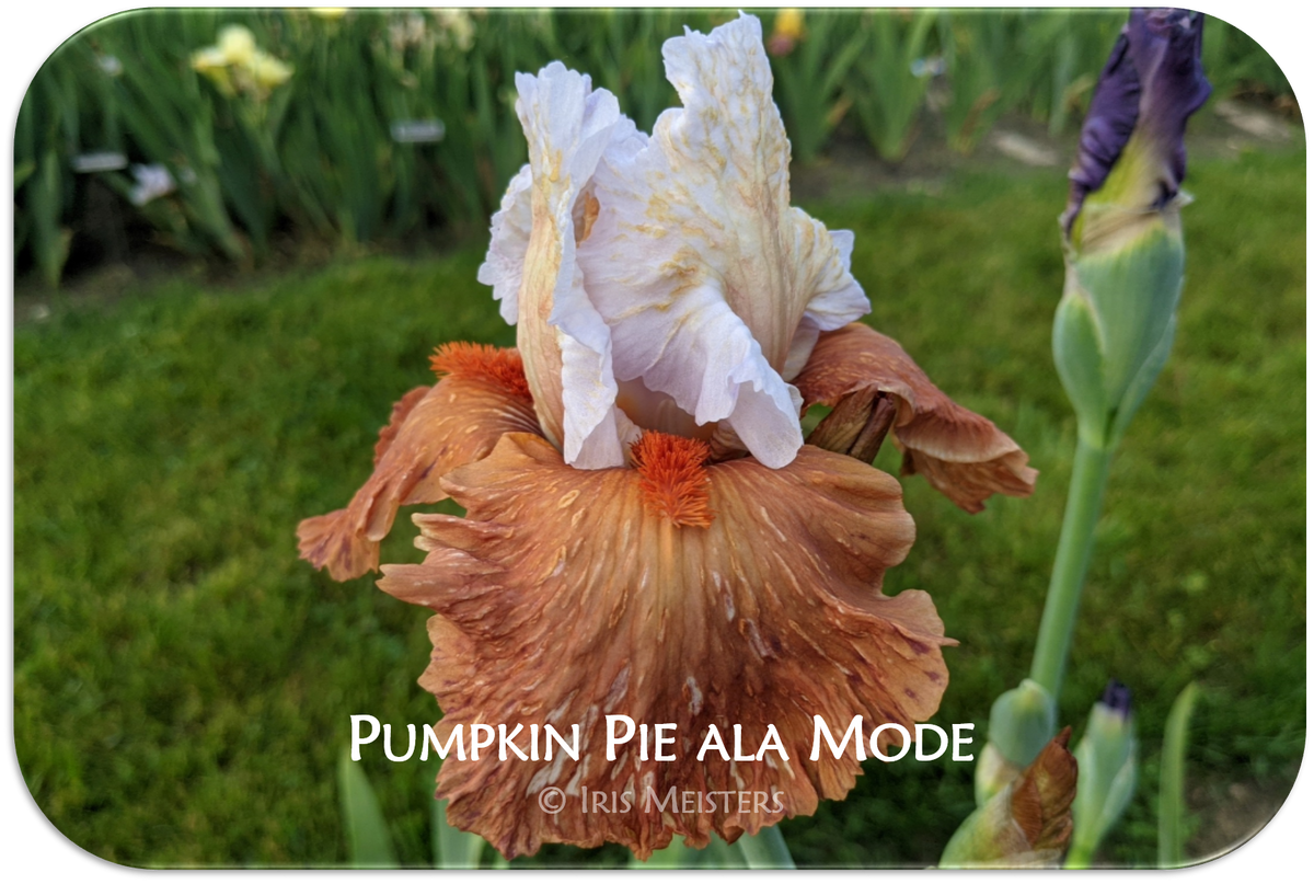 Pumpkin Pie ala Mode Iris Meisters