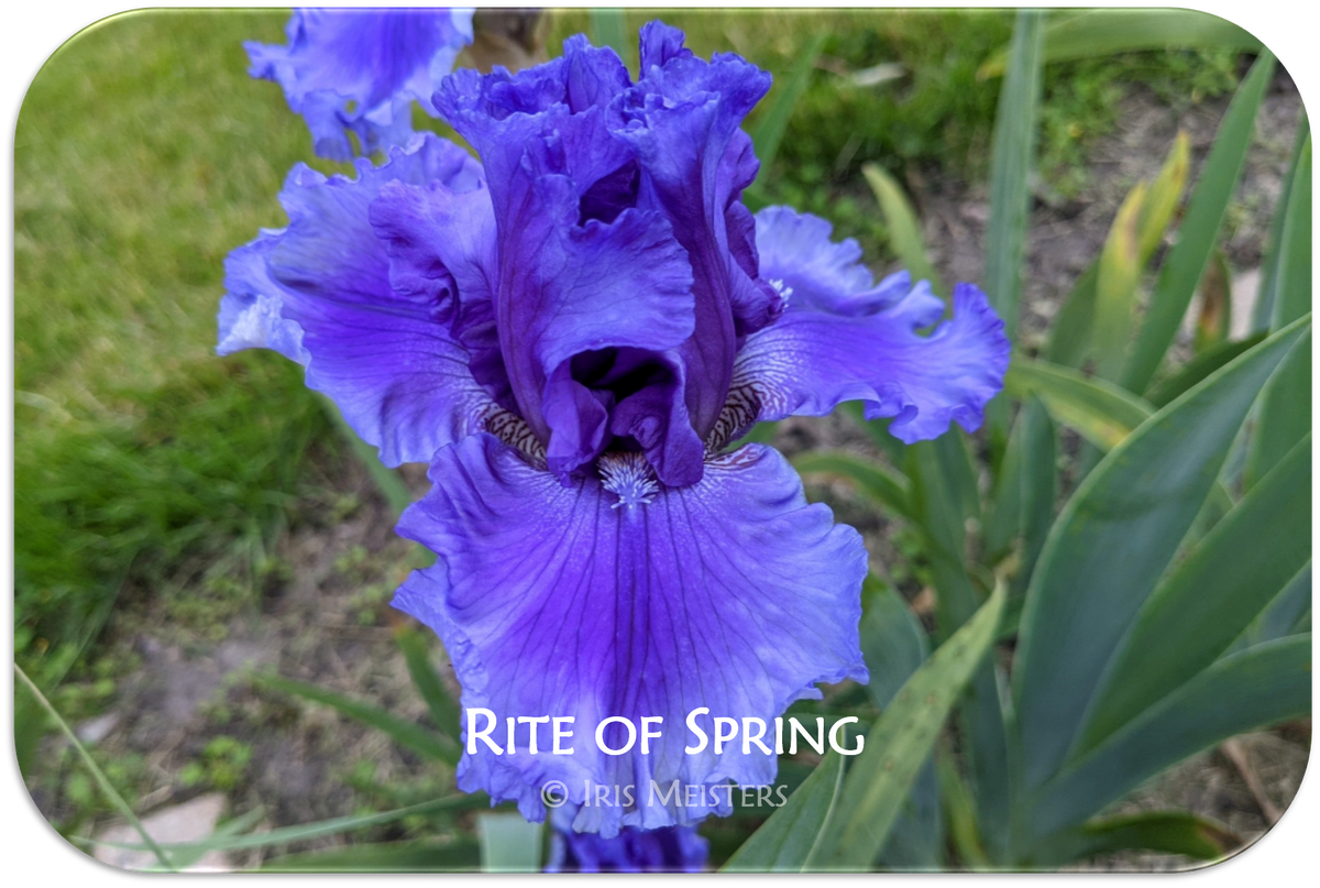Rite of Spring Iris Meisters