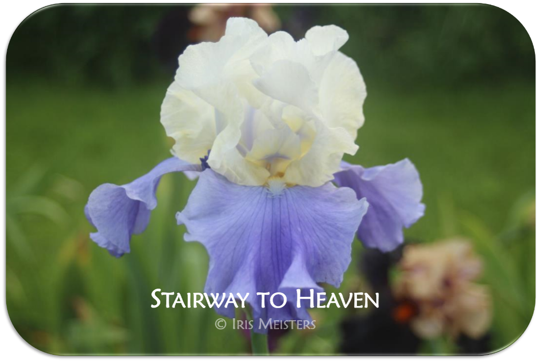 Stairway to Heaven – Iris Meisters