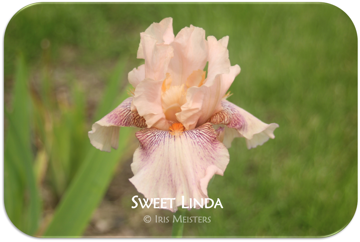 Sweet Linda – Iris Meisters