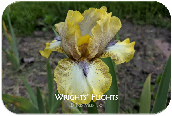Wrights' Flights