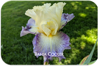 Bahia Cooler