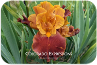 Colorado Expressions