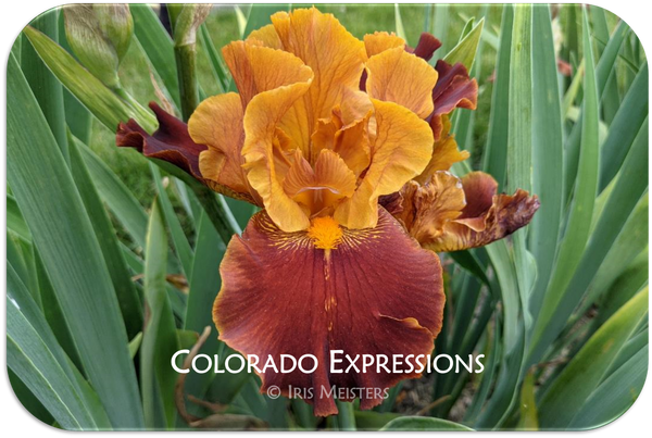Colorado Expressions