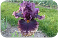 Creature of the Night
