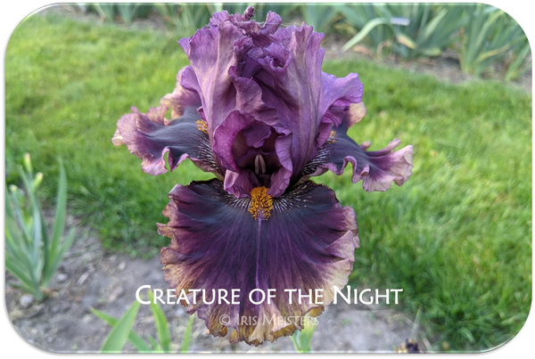 Creature of the Night