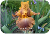 Dude Ranch