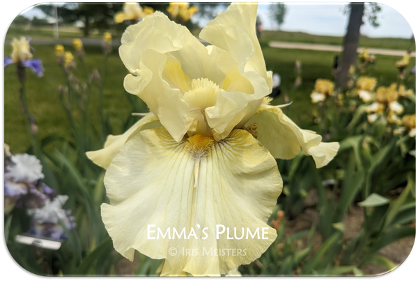 Emma's Plume
