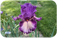 Etcetera
