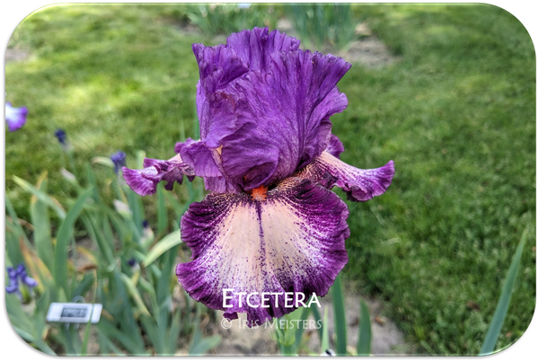 Etcetera