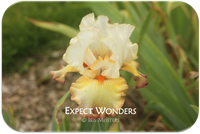 Expect Wonders