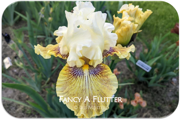 Photo of the bloom of Tall Bearded Iris (Iris 'Ginger Ice') posted by  tveguy3 