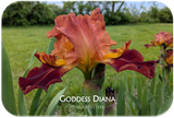 Goddess Diana