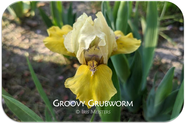 Groovy Grubworm