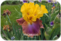 Megabucks