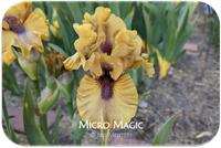 Micro Magic