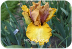 Nouveau Riche