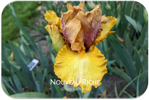 Nouveau Riche