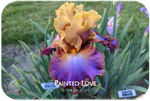 Painted Love