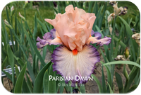 Parisian Dawn