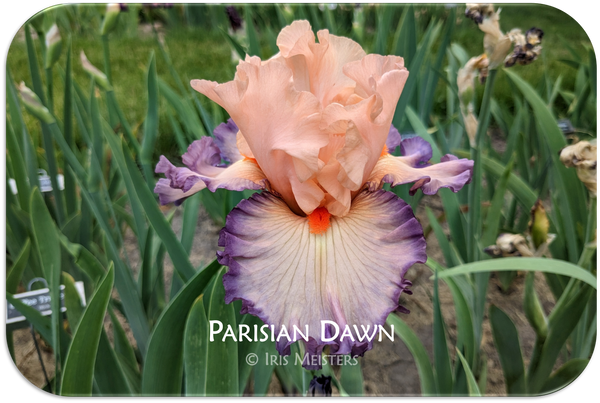 Parisian Dawn