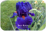 Paul Black