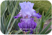 Splashacata