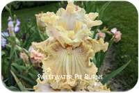 Sweetwater Pie Burns