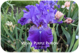 Velva's Purple Passion