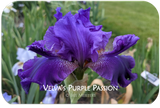 Velva's Purple Passion