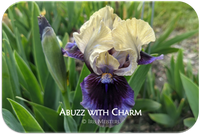 Abuzz with Charm
