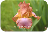 Tall bearded iris Afternoon Delight