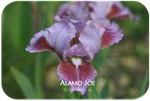 Standard Dwarf Bearded iris Alamo Joe