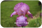 Tall bearded iris Amethyst Flame