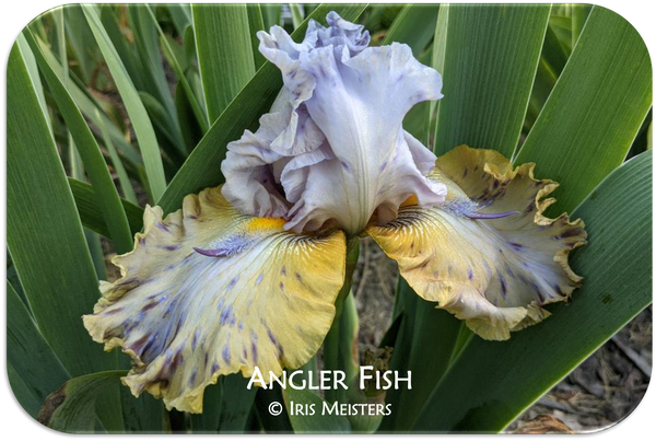 A Z Catalog Iris Meisters