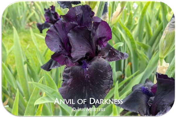Anvil of Darkness
