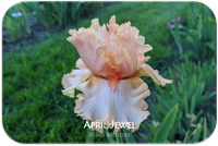 April Jewel