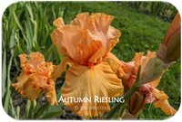 Autumn Riesling