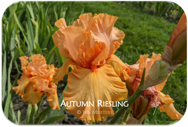 Autumn Riesling