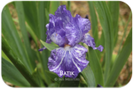 Border bearded iris Batik