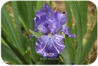Border bearded iris Batik
